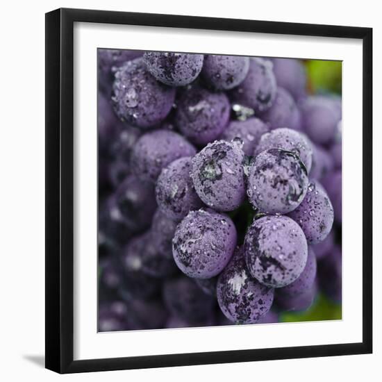 Chianti Grapes Ready for Harvest, Greve, Tuscany, Italy-Richard Duval-Framed Photographic Print