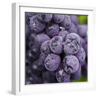 Chianti Grapes Ready for Harvest, Greve, Tuscany, Italy-Richard Duval-Framed Photographic Print