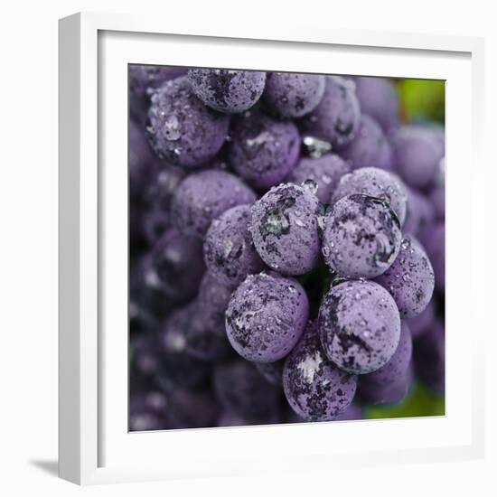 Chianti Grapes Ready for Harvest, Greve, Tuscany, Italy-Richard Duval-Framed Photographic Print