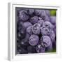 Chianti Grapes Ready for Harvest, Greve, Tuscany, Italy-Richard Duval-Framed Photographic Print