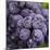 Chianti Grapes Ready for Harvest, Greve, Tuscany, Italy-Richard Duval-Mounted Photographic Print