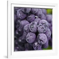 Chianti Grapes Ready for Harvest, Greve, Tuscany, Italy-Richard Duval-Framed Photographic Print