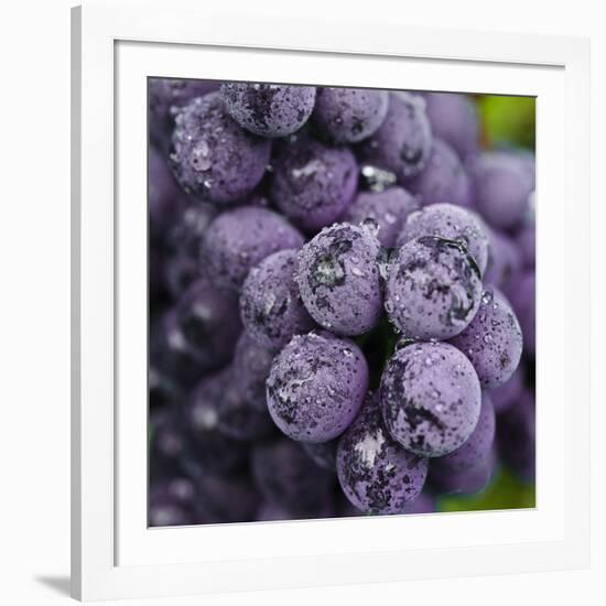 Chianti Grapes Ready for Harvest, Greve, Tuscany, Italy-Richard Duval-Framed Photographic Print