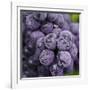 Chianti Grapes Ready for Harvest, Greve, Tuscany, Italy-Richard Duval-Framed Photographic Print