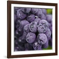 Chianti Grapes Ready for Harvest, Greve, Tuscany, Italy-Richard Duval-Framed Photographic Print