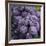 Chianti Grapes Ready for Harvest, Greve, Tuscany, Italy-Richard Duval-Framed Photographic Print