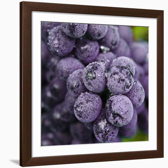 Chianti Grapes Ready for Harvest, Greve, Tuscany, Italy-Richard Duval-Framed Photographic Print