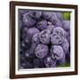 Chianti Grapes Ready for Harvest, Greve, Tuscany, Italy-Richard Duval-Framed Photographic Print