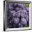 Chianti Grapes Ready for Harvest, Greve, Tuscany, Italy-Richard Duval-Framed Photographic Print