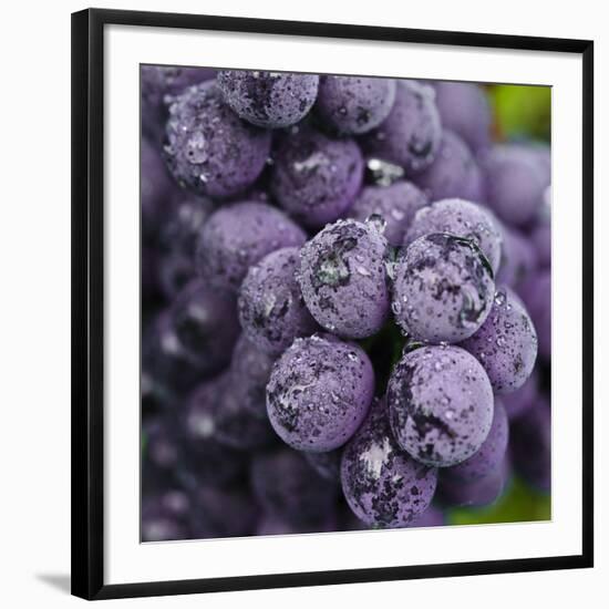 Chianti Grapes Ready for Harvest, Greve, Tuscany, Italy-Richard Duval-Framed Photographic Print