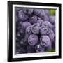 Chianti Grapes Ready for Harvest, Greve, Tuscany, Italy-Richard Duval-Framed Photographic Print