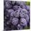 Chianti Grapes Ready for Harvest, Greve, Tuscany, Italy-Richard Duval-Mounted Photographic Print