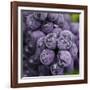 Chianti Grapes Ready for Harvest, Greve, Tuscany, Italy-Richard Duval-Framed Photographic Print