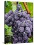 Chianti Grapes Ready for Harvest, Greve, Tuscany, Italy-Richard Duval-Stretched Canvas