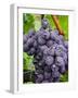 Chianti Grapes Ready for Harvest, Greve, Tuscany, Italy-Richard Duval-Framed Photographic Print