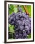 Chianti Grapes Ready for Harvest, Greve, Tuscany, Italy-Richard Duval-Framed Photographic Print