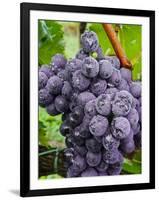 Chianti Grapes Ready for Harvest, Greve, Tuscany, Italy-Richard Duval-Framed Photographic Print