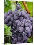 Chianti Grapes Ready for Harvest, Greve, Tuscany, Italy-Richard Duval-Mounted Photographic Print