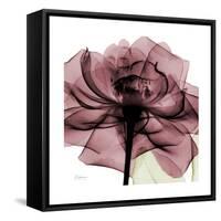 Chianti Rose 2-Albert Koetsier-Framed Stretched Canvas