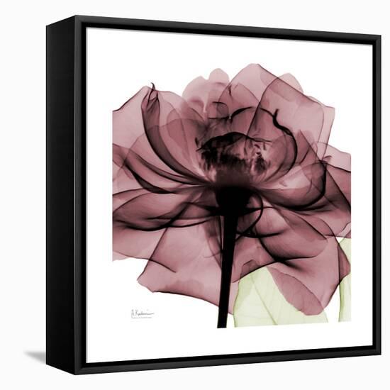 Chianti Rose 2-Albert Koetsier-Framed Stretched Canvas