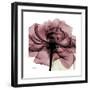 Chianti Rose 2-Albert Koetsier-Framed Premium Giclee Print