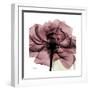 Chianti Rose 2-Albert Koetsier-Framed Premium Giclee Print