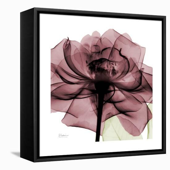 Chianti Rose 2-Albert Koetsier-Framed Stretched Canvas