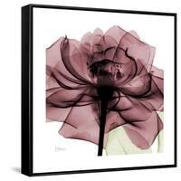 Chianti Rose 2-Albert Koetsier-Framed Stretched Canvas