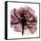 Chianti Rose 2-Albert Koetsier-Framed Stretched Canvas