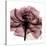 Chianti Rose 2-Albert Koetsier-Stretched Canvas