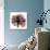 Chianti Rose 2-Albert Koetsier-Premium Giclee Print displayed on a wall