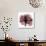 Chianti Rose 2-Albert Koetsier-Premium Giclee Print displayed on a wall