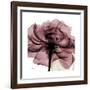 Chianti Rose 2-Albert Koetsier-Framed Premium Giclee Print