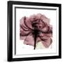 Chianti Rose 2-Albert Koetsier-Framed Premium Giclee Print