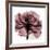 Chianti Rose 2-Albert Koetsier-Framed Premium Giclee Print