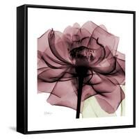 Chianti Rose 2-Albert Koetsier-Framed Stretched Canvas