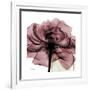 Chianti Rose 2-Albert Koetsier-Framed Premium Giclee Print