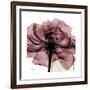 Chianti Rose 2-Albert Koetsier-Framed Premium Giclee Print