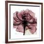 Chianti Rose 2-Albert Koetsier-Framed Premium Giclee Print