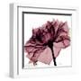 Chianti Rose-Albert Koetsier-Framed Art Print