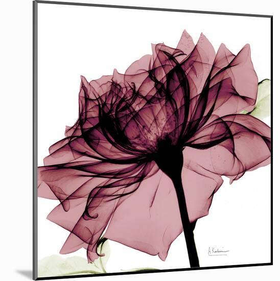 Chianti Rose-Albert Koetsier-Mounted Art Print