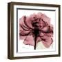 Chianti Rose-Albert Koetsier-Framed Art Print