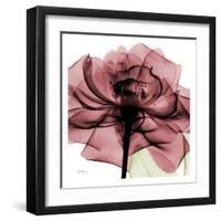 Chianti Rose-Albert Koetsier-Framed Art Print