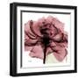 Chianti Rose-Albert Koetsier-Framed Art Print