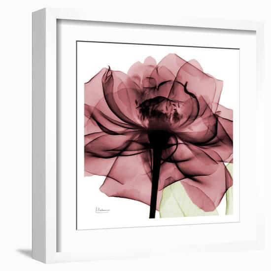 Chianti Rose-Albert Koetsier-Framed Art Print