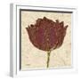 Chianti Tulip-Diane Stimson-Framed Art Print