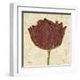 Chianti Tulip-Diane Stimson-Framed Art Print