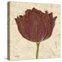Chianti Tulip-Diane Stimson-Stretched Canvas