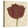 Chianti Tulip-Diane Stimson-Stretched Canvas