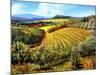 Chianti Vineyards-Michael Swanson-Mounted Art Print